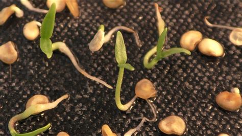 A comprehensive guide to growing vegetables and flowers from seed. Time Lapse Chilli seeds germinating - YouTube