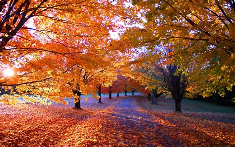 nature, Fall, Park, Sunrise, Leaves, Orange, Trees, Path, Sunlight, Landscape, Grass, Morning ...