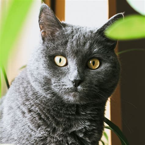 Meet The Chartreux The French Cat Whos Always Smiling Modern Cat