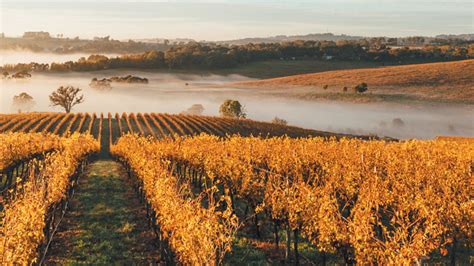 Best 10 Must Visit Vineyards In Australia Wine International