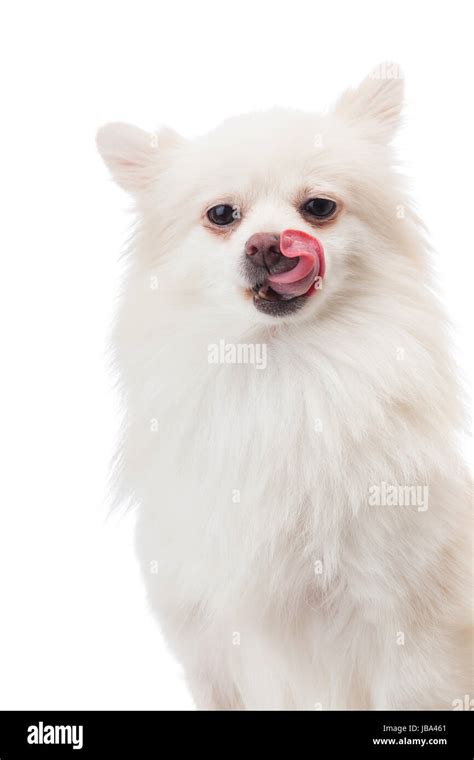 White Pomeranian Licking Its Nose Stock Photo Alamy