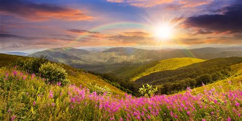 Wild Flowers On The Mountain Top At Sunset Stock Image Image 49427465