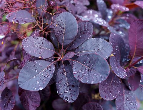 Top 10 Plants With Purple Leaves The English Garden