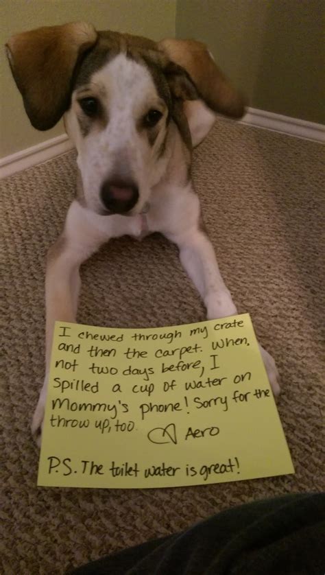 The 30 Best Dog Shaming Photos Ever