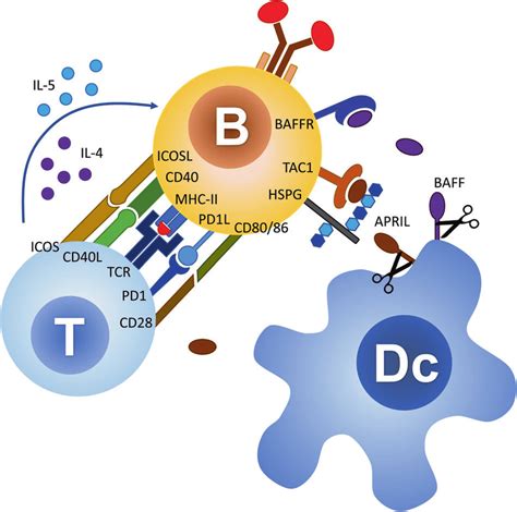 T Cell Dependent And Independent Activation Of B Cells T Cells Download Scientific Diagram