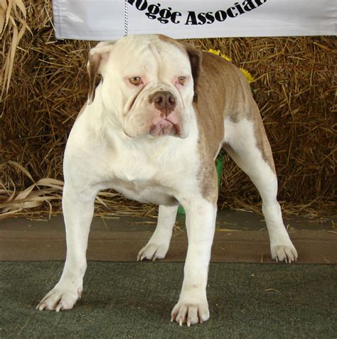 National Bulldogge Association and Registry for Olde English Bulldogges