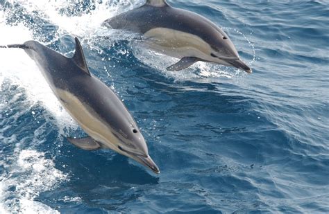 Cetaceans In The Canary Islands Dunas Hotels And Resorts