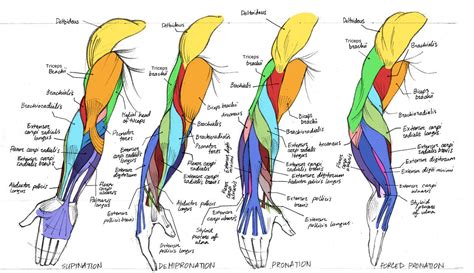 The deltoid muscles (sometimes called the deltoideus muscles) are thick triangular muscles that cover the shoulder joints. Always Guilty. — helpyoudraw: Anatomy - Human Arm... | Arm ...