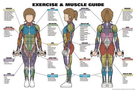Womens Exercise And Muscle Guide Professional Fitness