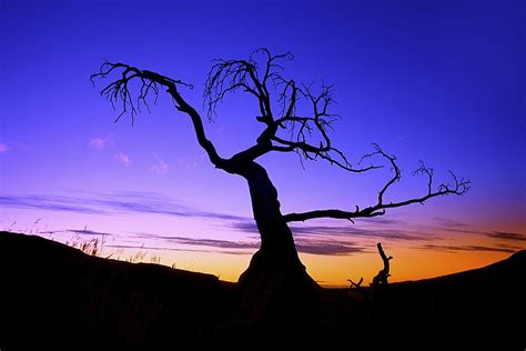 Sunset Silhouette Art Trees