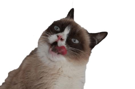 Grumpy Cat Tongue Transparent Png Stickpng