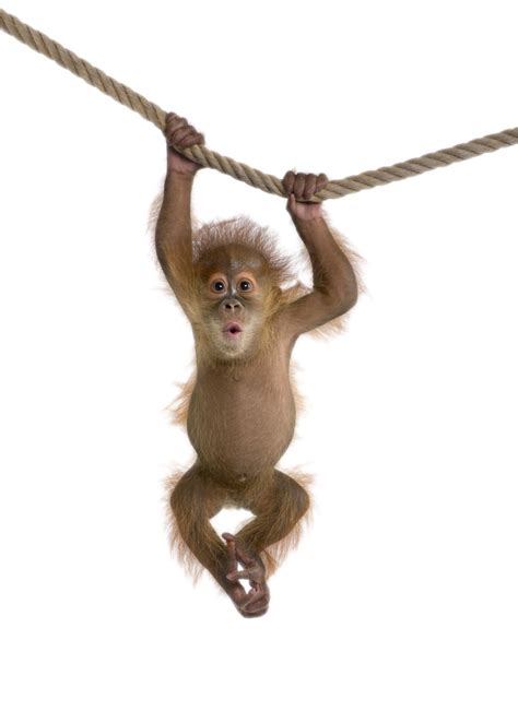 Pinpng.com collects million of free transparent png images, cliparts and icons. Monkey PNG