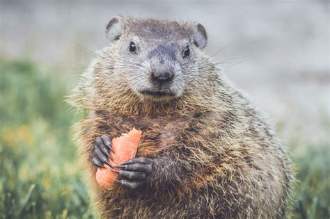 Groundhogs Eating Carrots For Groundhog Day Stock Photo Download