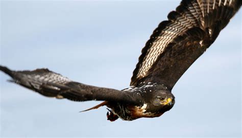 Silence is beneficial to a raptor since excessive vocalizations could scare off potential prey. RADICAL RAPTORS, Plettenberg Bay, Garden Route - Bird of Prey Rehabilitation and Awareness ...