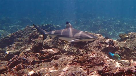 Blacktip Reef Sharks · Local Dive Thailand