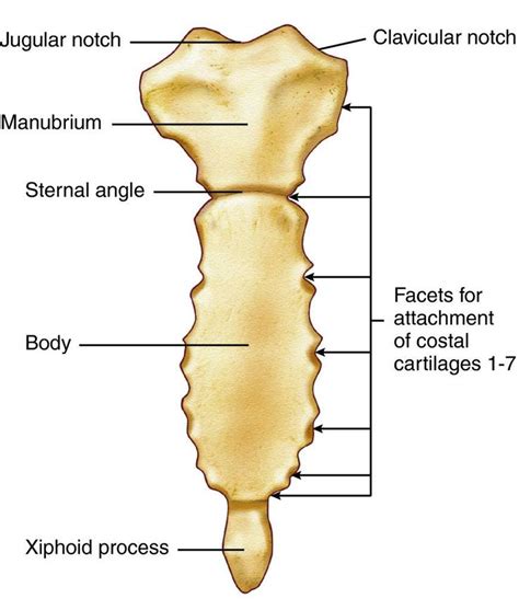 Sternum Anatomy And Physiology Help Pinterest