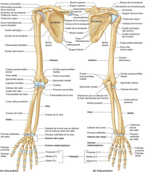 Huesos De Miembro Superior Anatom A Anatomia Del Hueso Anatomia Y The