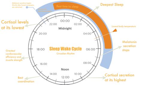 Catching Zzzs The Science Of Sleep