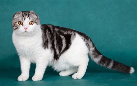 How Much Does A Scottish Fold Cost 2022 Price Guide Hepper