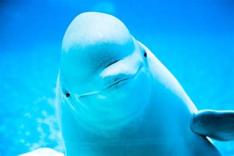 Why A Belugas Squishy Head Is So Special Beluga Whale Whale Whale