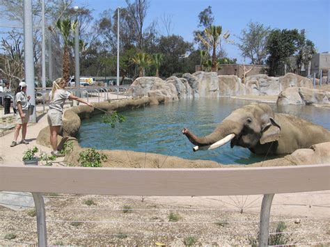 Elephant Odyssey at San Diego Zoo* — Studio West