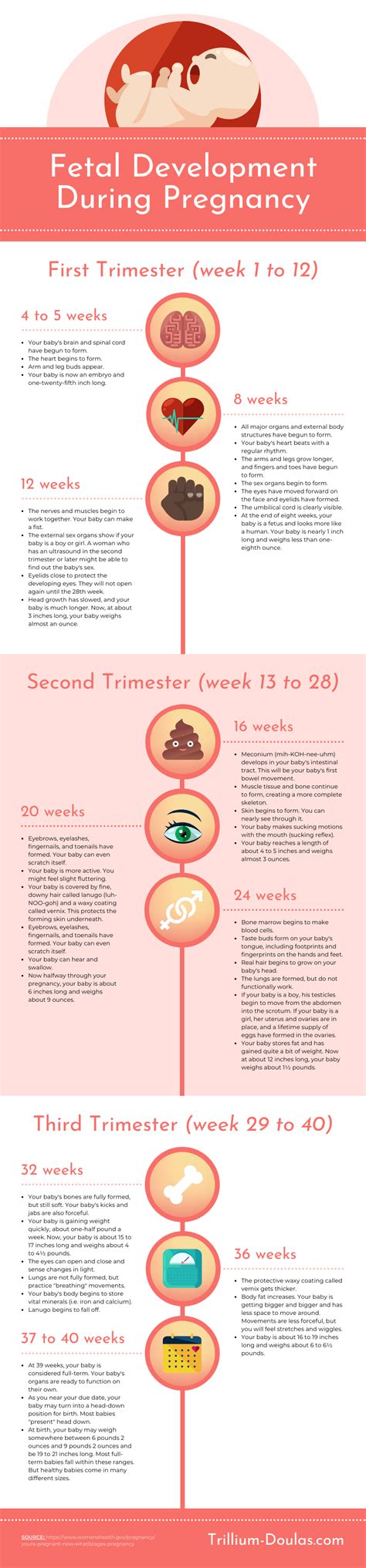 How a Baby Develops Conception Timeline Infographic Template - Venngage