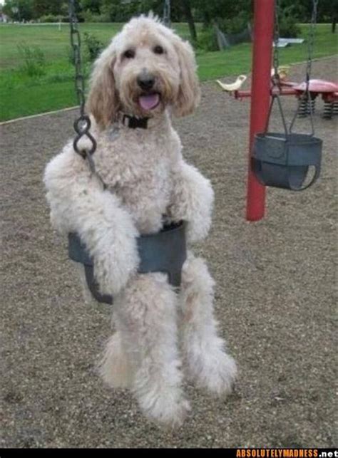 Newest to oldest oldest to newest price: 25 best Labradoodles images on Pinterest | Animal pictures ...
