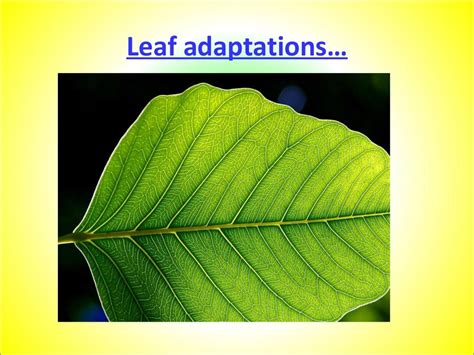 Chloroplast Structure And Leaf Adaptations