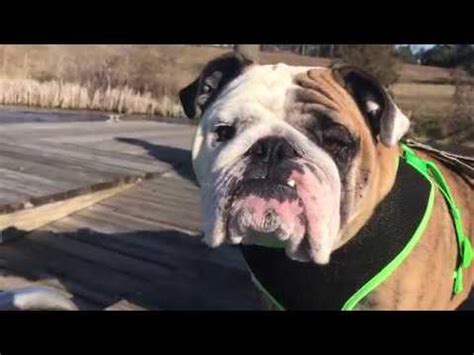 We found that thedailybulldog.it is poorly 'socialized' in respect to any social network. Reuben the Bulldog: The Daily Stroll - YouTube