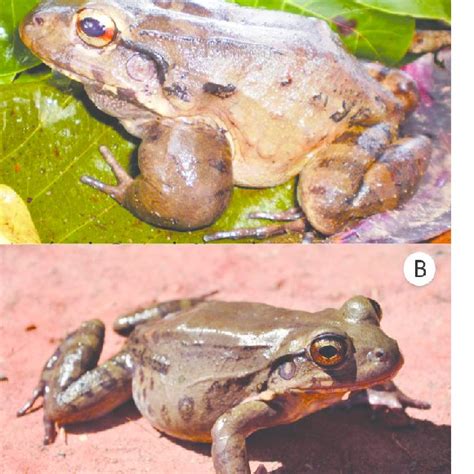 Pdf New Record And Distribution Extension Of Leptodactylus Paraensis Heyer Anura