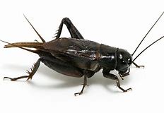 Image result for cricket insect