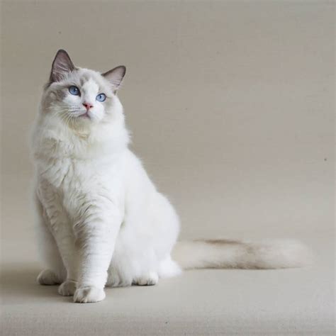 All things ragdoll cats including ragdoll cats blue, ragdoll cats seal point, ragdoll cats blue eyes, cute ragdoll cats, beautiful ragdoll cat, beautiful do you think your cat looks like a ragdoll, but you're not sure if it is an actual purebred? Ragdoll Cat | Cat Breed Selector