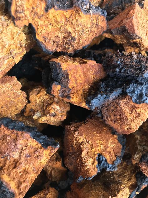 In order to extract as much goodness out of chaga as possible, we recommend the following recipe. Chaga Mushroom Chunks 1/4 lbs ⋆ ADK Chaga