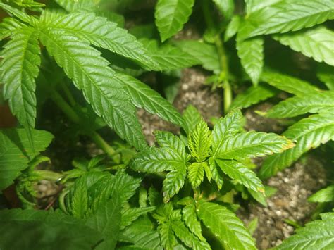 Deficiency Lockout Or Nute Burn Thcfarmer Cannabis Cultivation Free