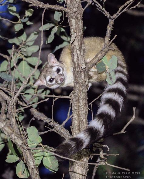 A Small Animal Climbing Up The Side Of A Tree In A Forest At Night Time