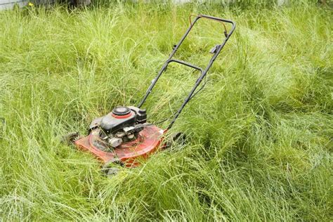 How To Cut Your Grass For The First Time In The Year Lawn Mowing Tips