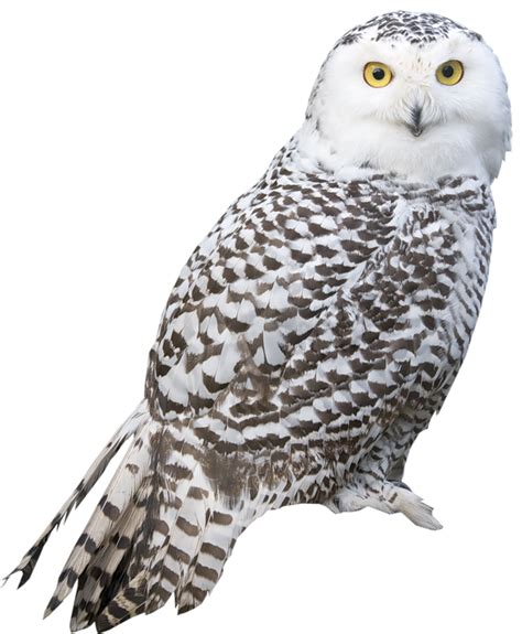 Owl Png Transparent Image Download Size 670x813px