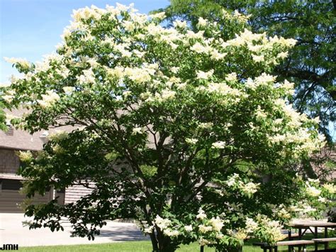Japanese Tree Lilac The Morton Arboretum