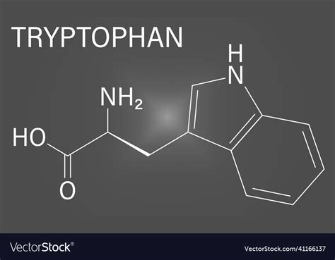 Tryptophan Amino Acid Molecule Skeletal Formula Vector Image