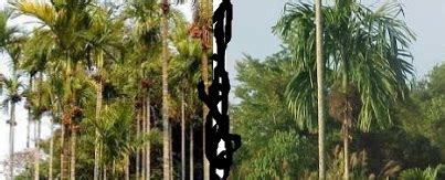 Examples of 'pinang' in a sentence. Anim Agro Technology: JENIS-JENIS POKOK PINANG