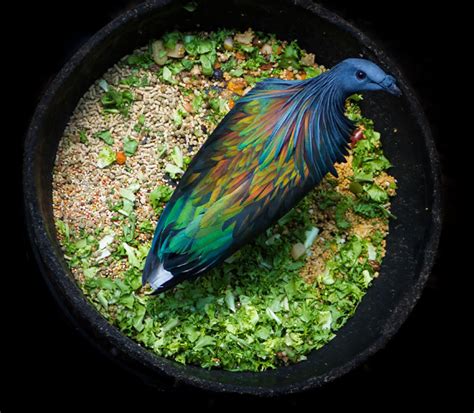 Meet The Nicobar Pigeon The Dodo S Closest Living Relative