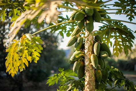 Where Do Papayas Grow Top Facts