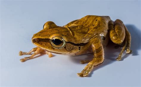 Golden Tree Frog Care Sheet Lifespan And More With Pictures