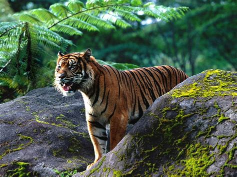 1920x1080px 1080p Free Download Tiger Life Animals Wild Hd