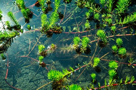 18 Types Of Pond Weeds With Pictures Pet Keen