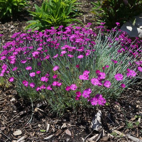 Dianthus Gratianopolitanus Firewitch Midwest Groundcovers Llc