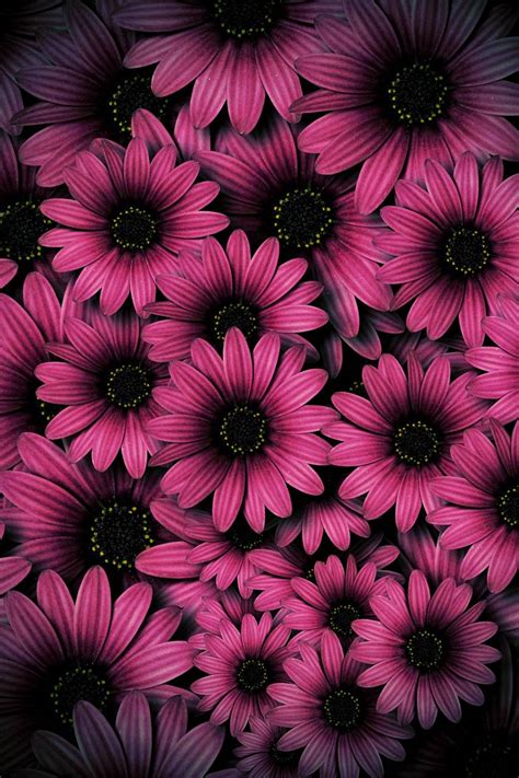 Colorful Daisies Wallpapers Top Free Colorful Daisies Backgrounds Wallpaperaccess