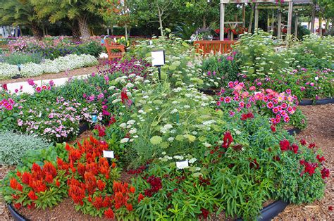 Small Space Cut Flower Garden Ideas Costa Farms