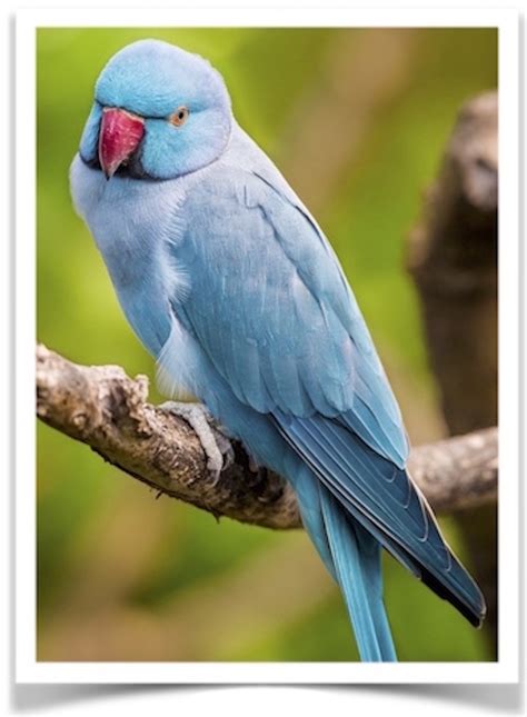 Indian Ringneck Parakeet For Sale Alqurumresortcom