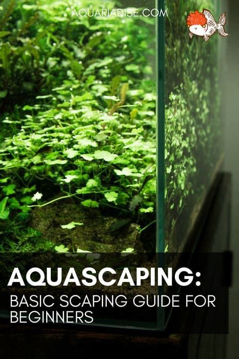 In fact, there is some kind of a japan style minimalist to wild forest style adopts the look of natural nature. A basic guide to aquascaping | Aquarium garden, Freshwater ...